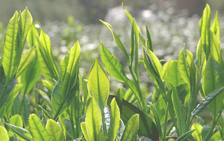 茶艺师资格证的考取需要满足一定的条件，并按照规定的流程进行报名和考试。以下是合肥漫思茶艺培训学校对茶艺师资格证考取条件和流程的详细解答：